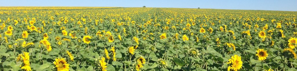Sunflower Field, Moldova