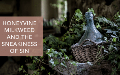 HONEYVINE MILKWEED AND THE SNEAKINESS OF SIN